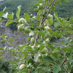 향원 주변풍경
