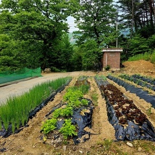2024.5.20 텃밭풍경