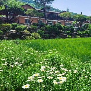 2025.5.15 보리가 여물어 간다